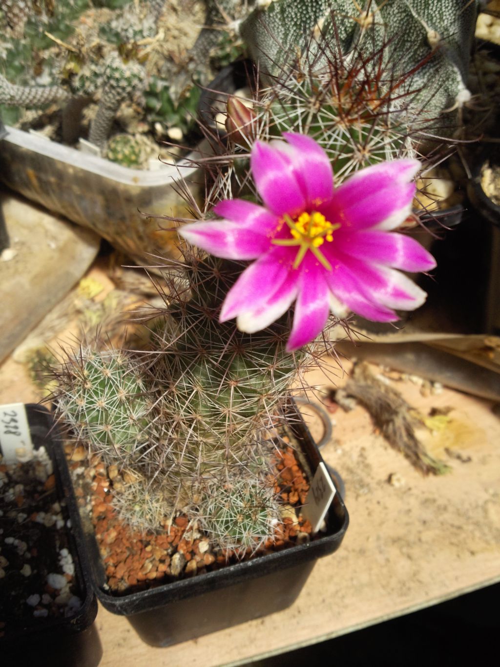 Mammillaria mazatlanensis